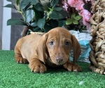Small #2 Dachshund