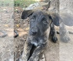 Small #7 Dutch Shepherd Dog