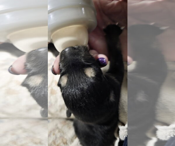 Medium Photo #16 Siberian Husky-Unknown Mix Puppy For Sale in McKinney, TX, USA