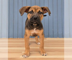 Bulldog-Unknown Mix Dogs for adoption in Lakewood, CO, USA