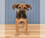 Small Bulldog Mix