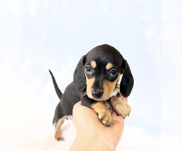 Medium Photo #4 Dachshund Puppy For Sale in DAVIS, CA, USA