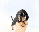 Small #3 Dachshund