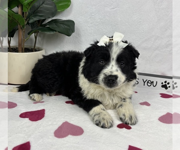 Medium Photo #2 Australian Cattle Dog-Miniature Australian Shepherd Mix Puppy For Sale in FRANKLIN, IN, USA