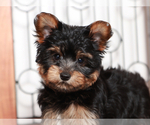 Small #1 Yorkshire Terrier