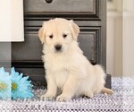Small #3 Golden Retriever