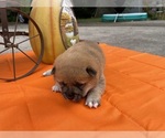 Small #1 Shiba Inu