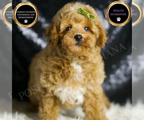 Medium Photo #53 Poodle (Miniature) Puppy For Sale in WARSAW, IN, USA