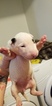 Small Photo #34 Bull Terrier Puppy For Sale in JACKSON, MI, USA