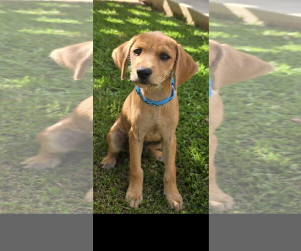 Medium Photo #1 Labrador Retriever-Unknown Mix Puppy For Sale in Sterling, MA, USA
