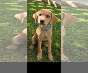 Labrador Retriever-Unknown Mix Dogs for adoption in Sterling, MA, USA