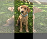 Small Labrador Retriever Mix