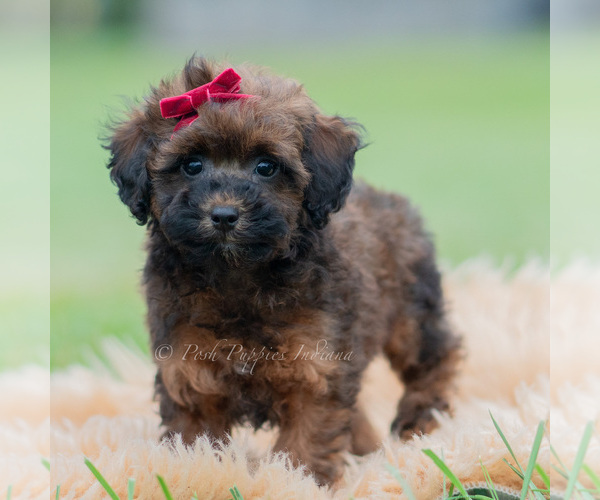 Medium Photo #24 Poodle (Miniature) Puppy For Sale in WARSAW, IN, USA