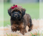 Puppy 5 Poodle (Miniature)