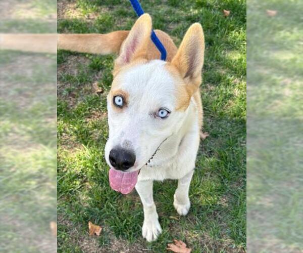 Medium Photo #1 Siberian Husky-Unknown Mix Puppy For Sale in Woodland, CA, USA