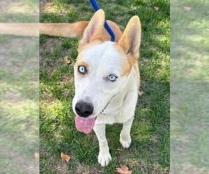 Siberian Husky-Unknown Mix Dogs for adoption in Woodland, CA, USA