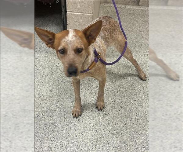 Medium Photo #1 Mutt Puppy For Sale in Conroe, TX, USA