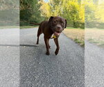 Small #5 American Pit Bull Terrier Mix