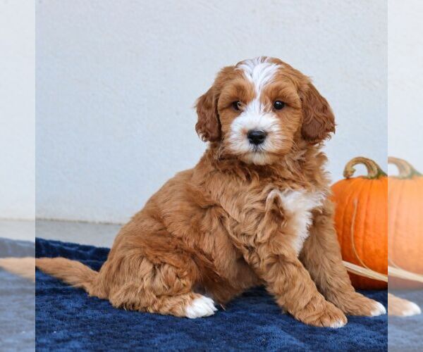Medium Photo #2 Goldendoodle (Miniature) Puppy For Sale in LEOLA, PA, USA