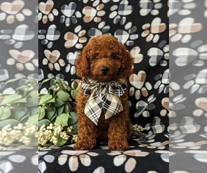 Goldendoodle (Miniature) Puppy for sale in GLEN ROCK, PA, USA