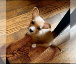 Small Photo #1 Chorkie Puppy For Sale in MILWAUKEE, WI, USA