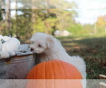 Small Photo #4 Maltipoo Puppy For Sale in MIDDLESEX, NC, USA