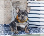 Small French Bulldog