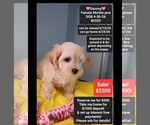 Image preview for Ad Listing. Nickname: Sammy