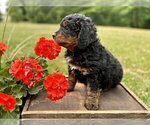 Small Photo #8 Miniature Bernedoodle Puppy For Sale in DUNDEE, OH, USA