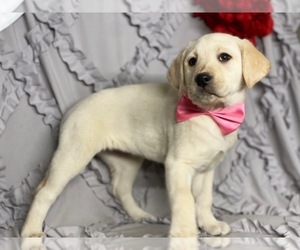 Labrador Retriever Puppy for sale in LANCASTER, PA, USA