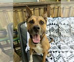 Small #2 Boxer Mix