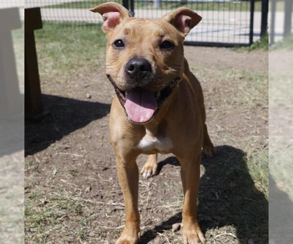 Medium Photo #1 American Staffordshire Terrier-Unknown Mix Puppy For Sale in San Antonio, TX, USA