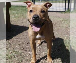 American Staffordshire Terrier-Unknown Mix Dogs for adoption in San Antonio, TX, USA