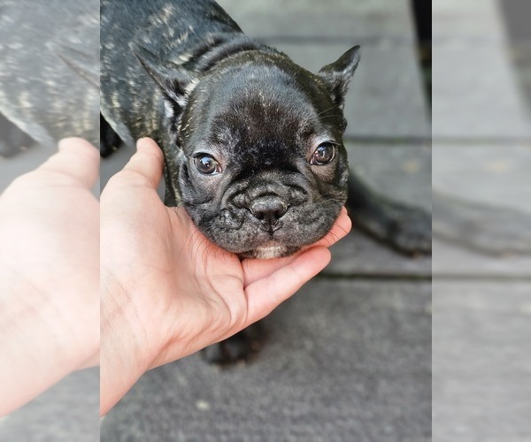 Medium Photo #8 French Bulldog Puppy For Sale in VERSAILLES, IN, USA
