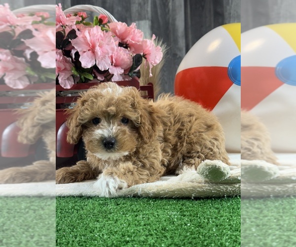 Medium Photo #5 Poodle (Toy) Puppy For Sale in CANOGA, NY, USA