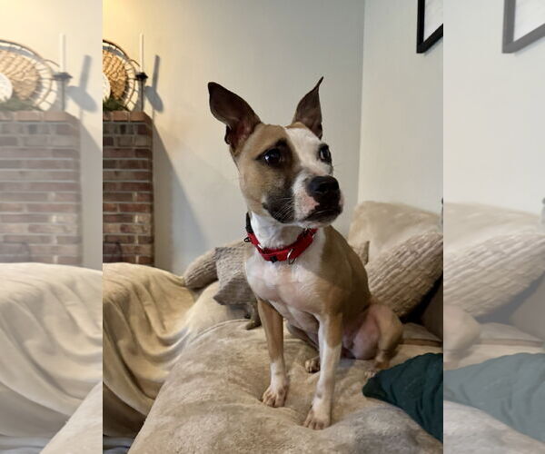 Medium Photo #4 Chihuahua-Unknown Mix Puppy For Sale in Doylestown, PA, USA