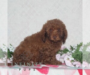 Cavapoo Puppy for sale in RISING SUN, MD, USA