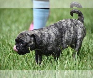 Pug Puppy for Sale in PALM COAST, Florida USA