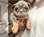 Image preview for Ad Listing. Nickname: Black and Tan
