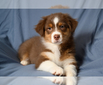 Image preview for Ad Listing. Nickname: Lucky