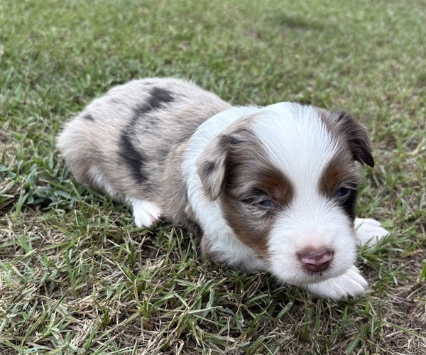 Medium Photo #2 Miniature Australian Shepherd Puppy For Sale in BEEBE, AR, USA