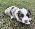 Small Photo #9 Miniature Australian Shepherd Puppy For Sale in BEEBE, AR, USA