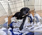 Small Photo #5 Mutt Puppy For Sale in Morganville, NJ, USA