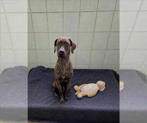 Plott Hound Dogs for adoption in Derwood, MD, USA