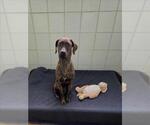 Small Plott Hound