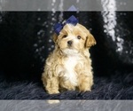 Small Photo #76 Maltipoo Puppy For Sale in WARSAW, IN, USA