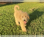 Small #17 Labradoodle