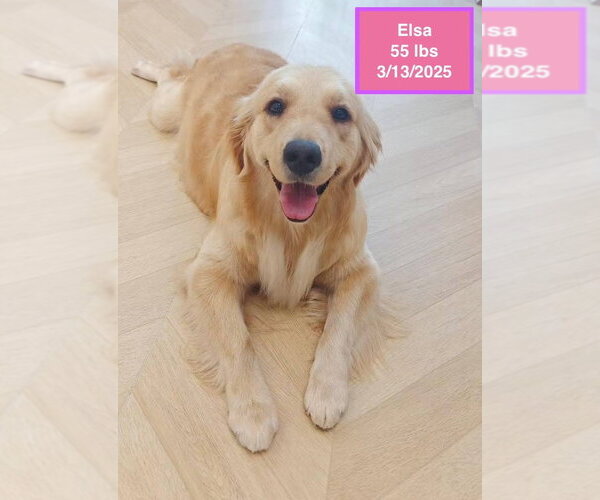 Medium Photo #1 Golden Retriever Puppy For Sale in West Hollywood, CA, USA