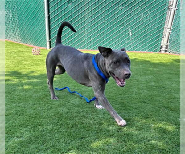 Medium Photo #2 Mutt Puppy For Sale in San Bernardino, CA, USA