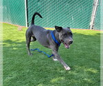 Small Photo #2 Mutt Puppy For Sale in San Bernardino, CA, USA